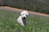 WESTIE 053